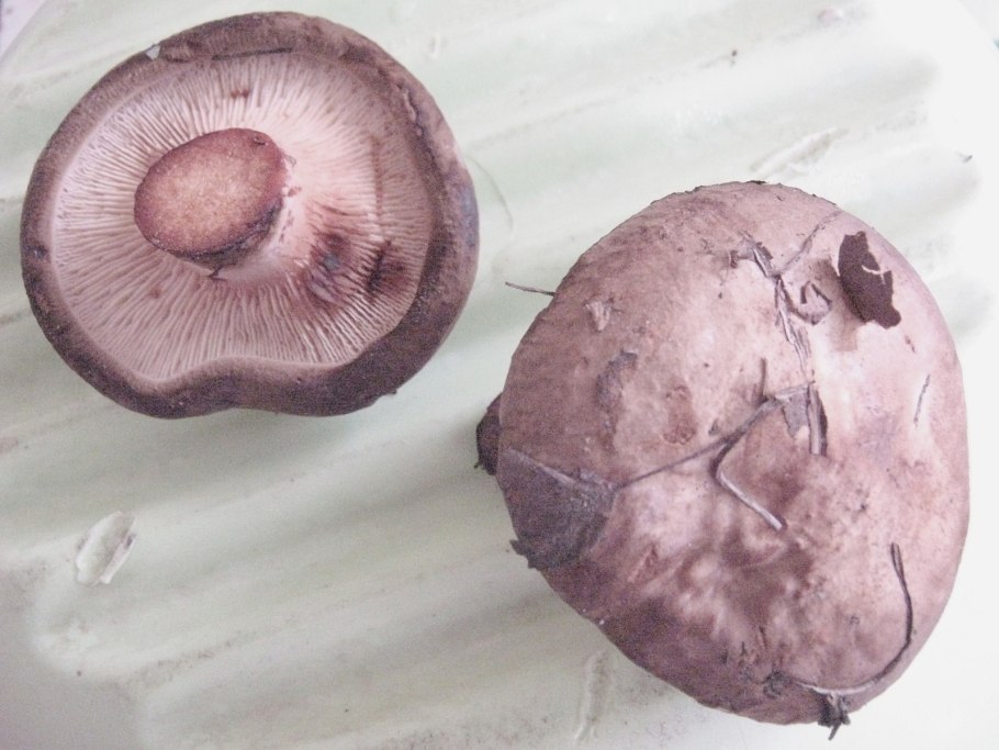 Дунька гриб свинушка