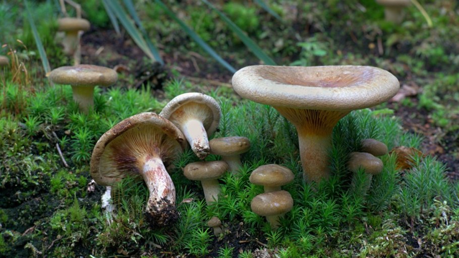 Свинушка уховидная (панусовидная)