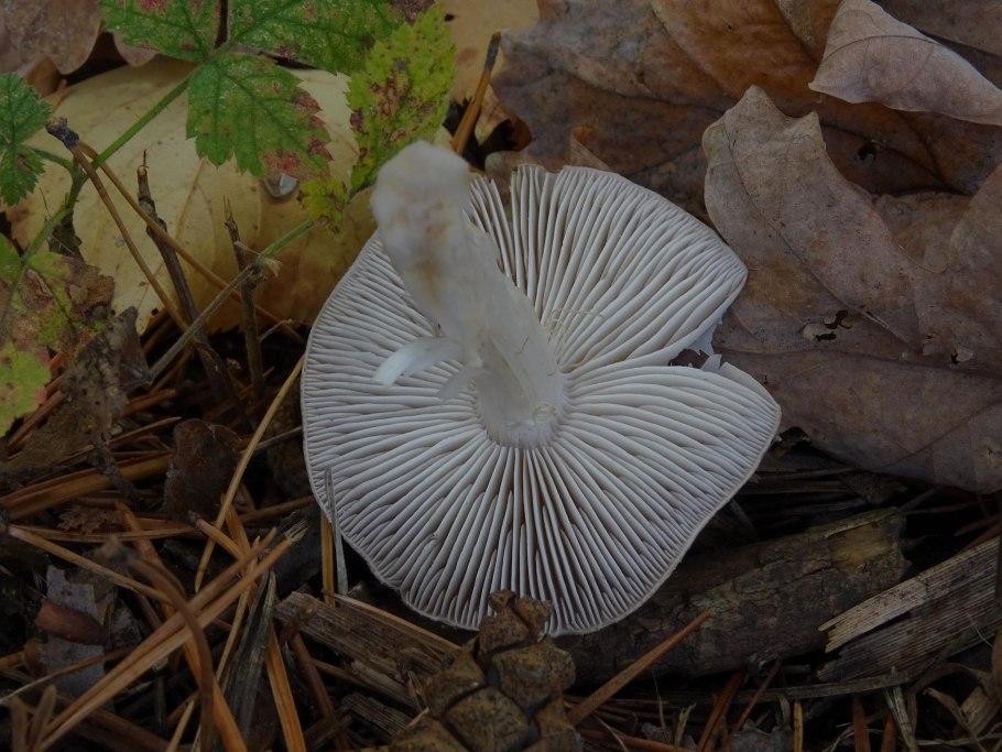Ивишень гриб Clitopilus prunulus