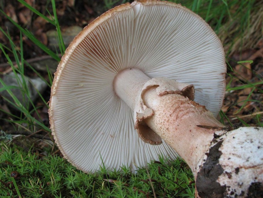 Lactarius violascens