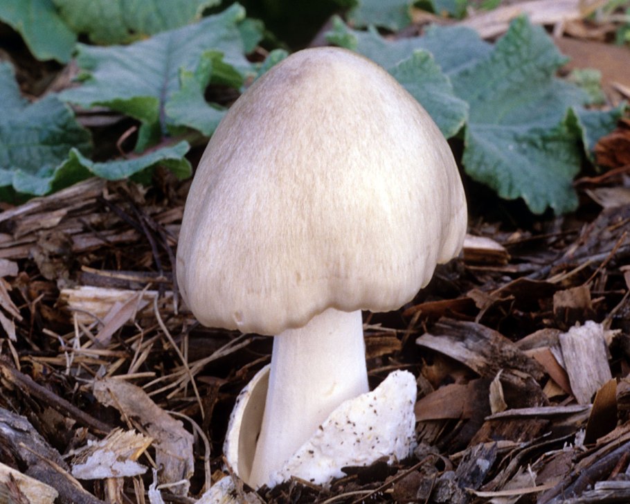 Паутинник каштановый слизистый