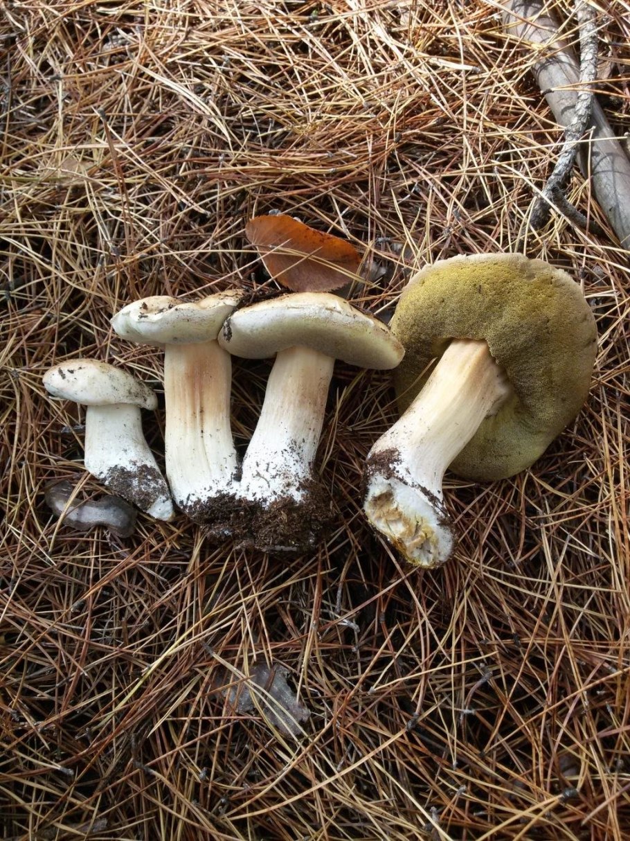 Белый гриб берёзовый Boletus betulicola