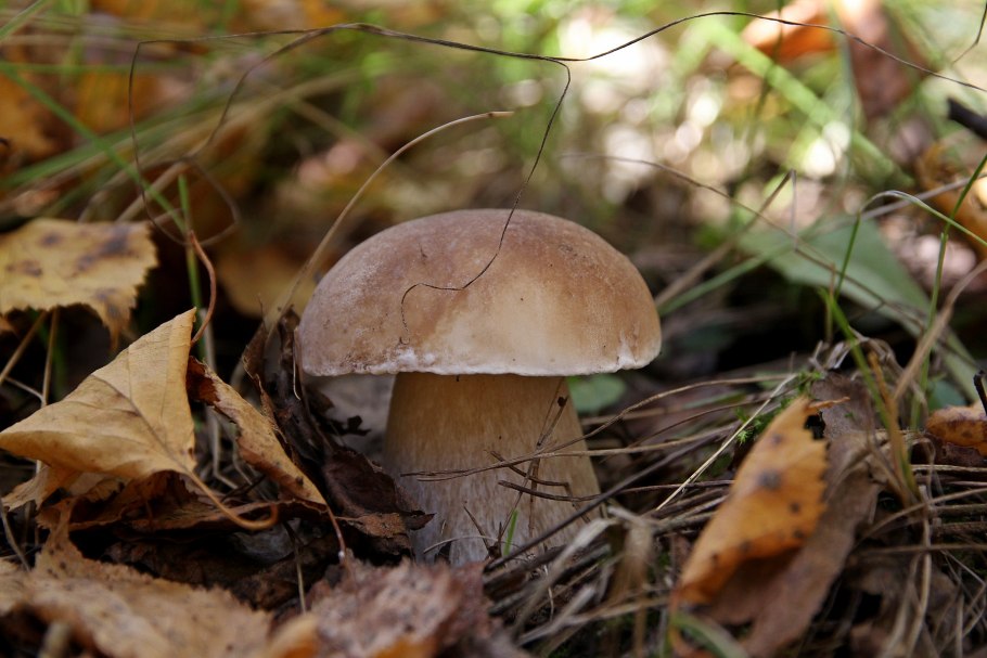 Боровик еловый и Сосновый