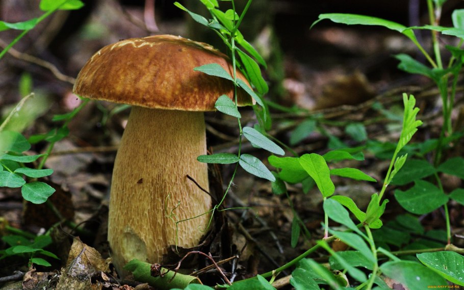 Белый гриб березовый (Boletus edulis)