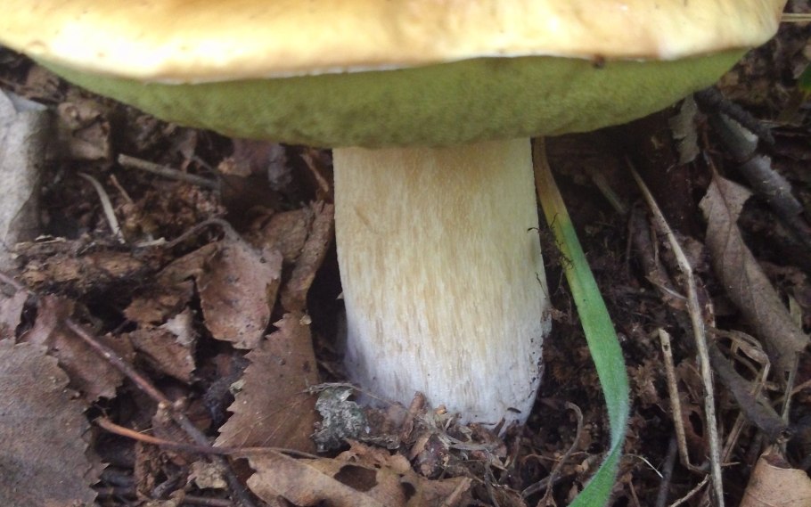 Белый гриб берёзовый Boletus betulicola