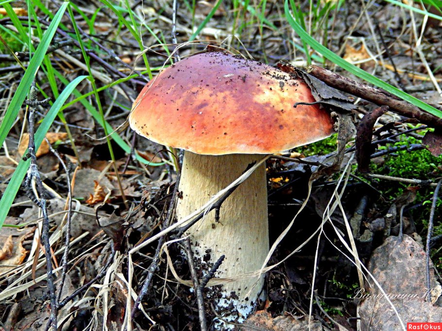 Боровик Луговой