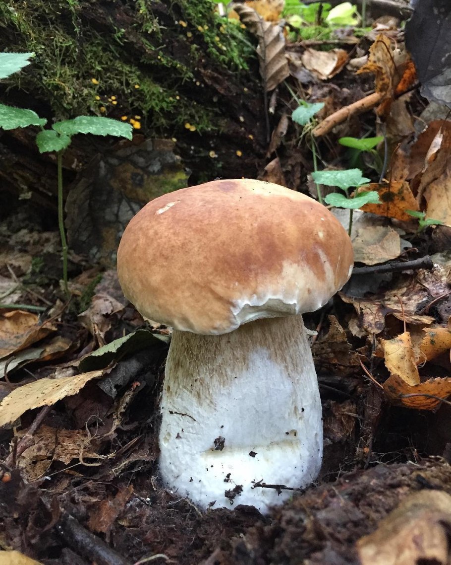 Боровик Волчий Boletus Lupinus