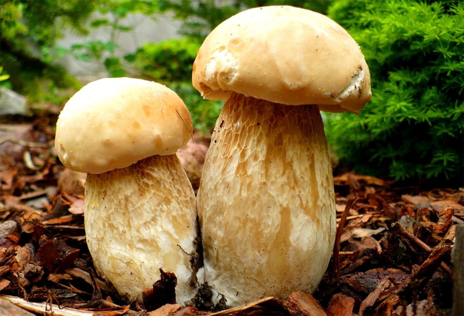 Белый гриб берёзовый Boletus betulicola