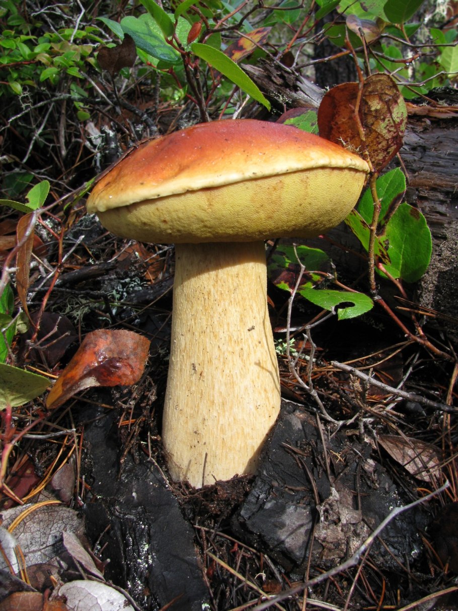 Boletus edulis – белый гриб
