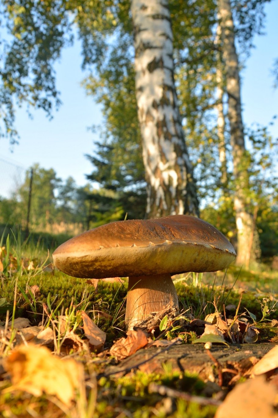 Boletus reticulatus