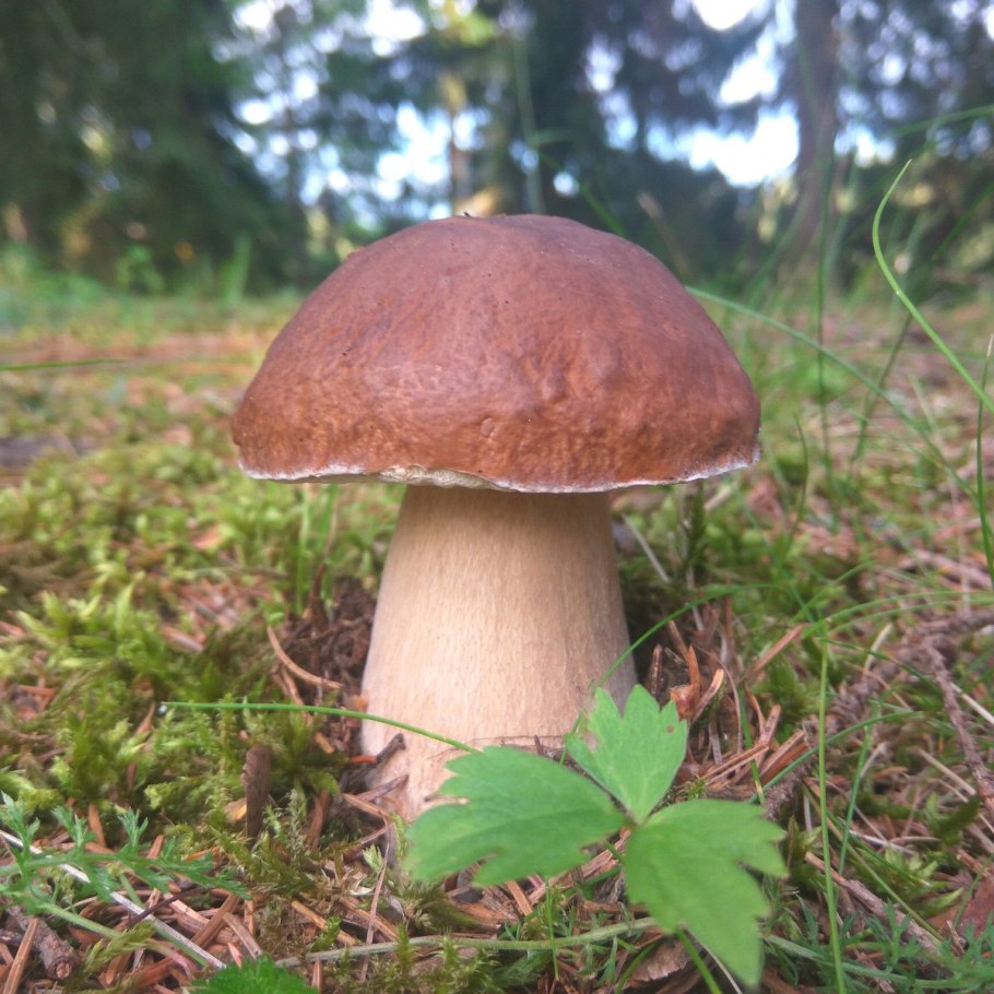 Boletus edulis – белый гриб