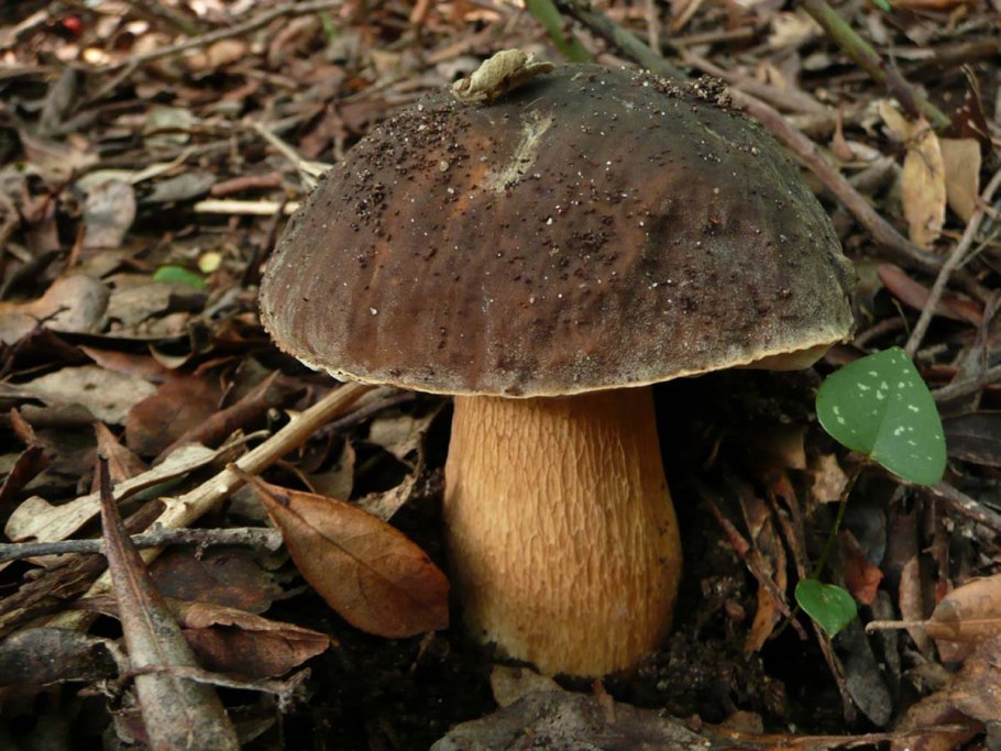 Белый гриб бронзовый Boletus aereus
