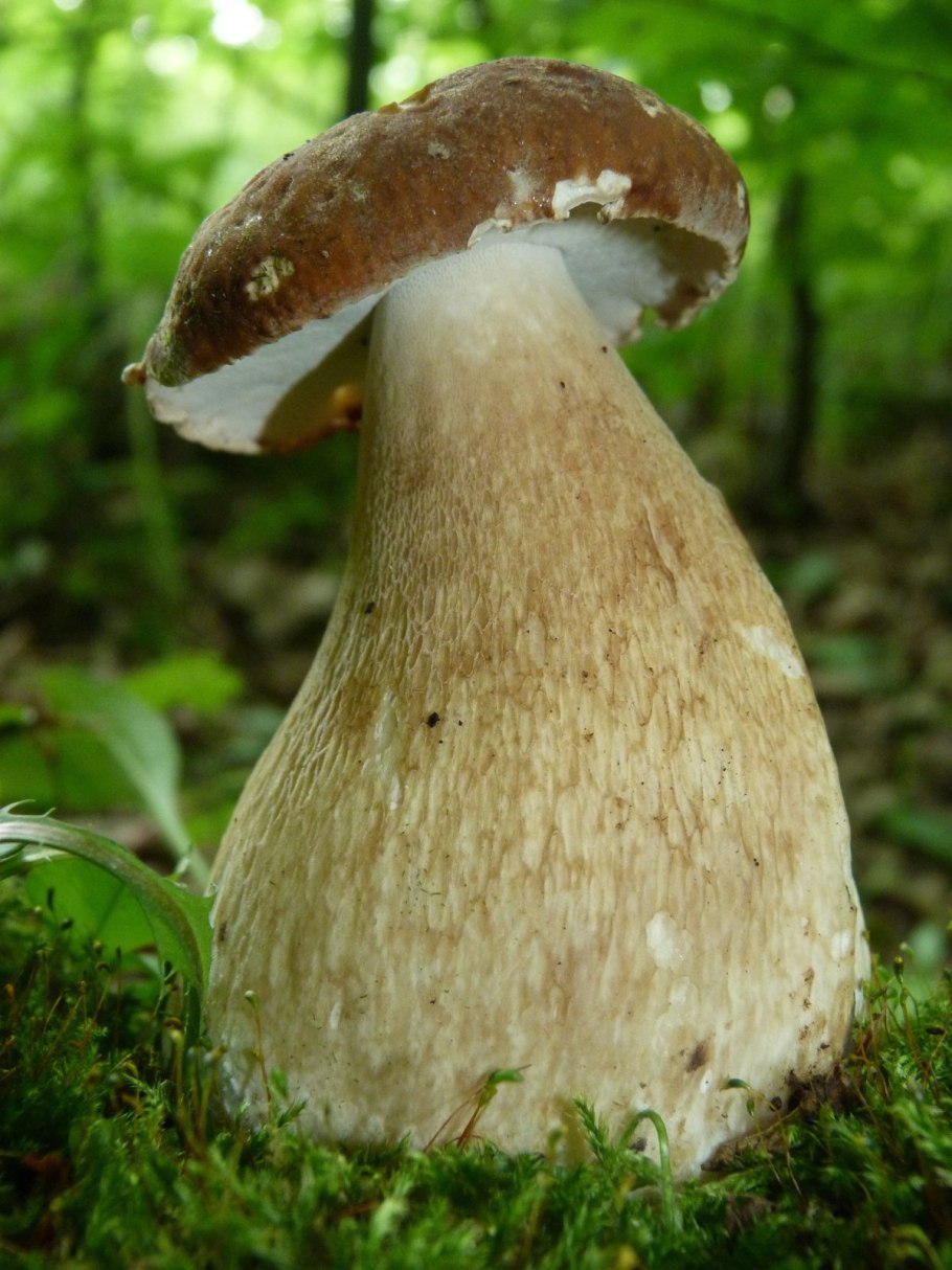 Боровик Сосновый