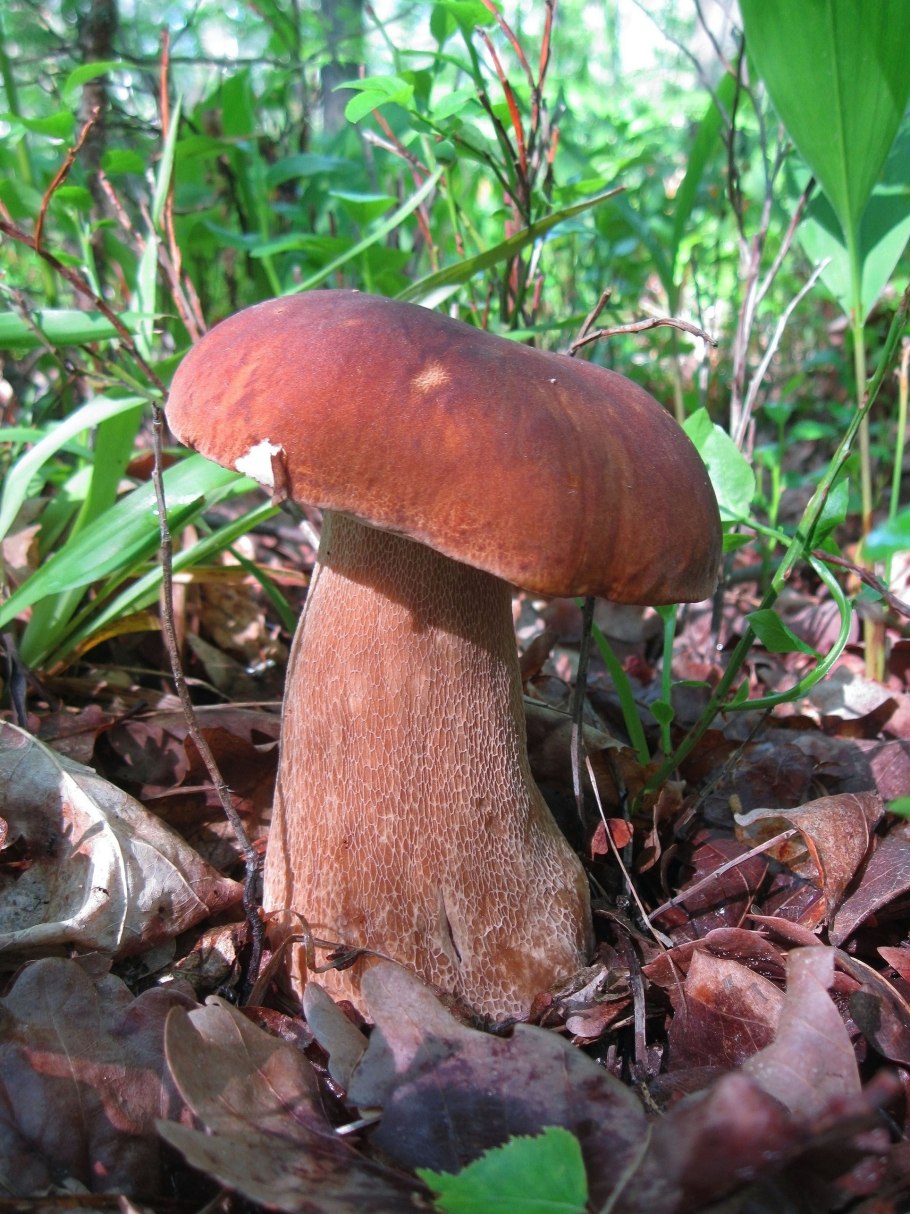 Белый гриб сетчатый Boletus reticulatus