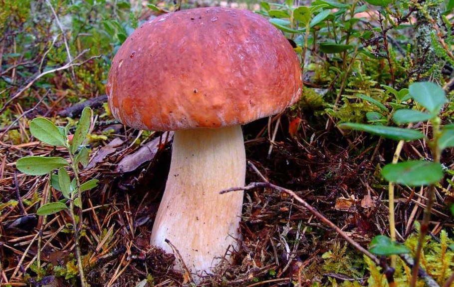 Гриб колосовик