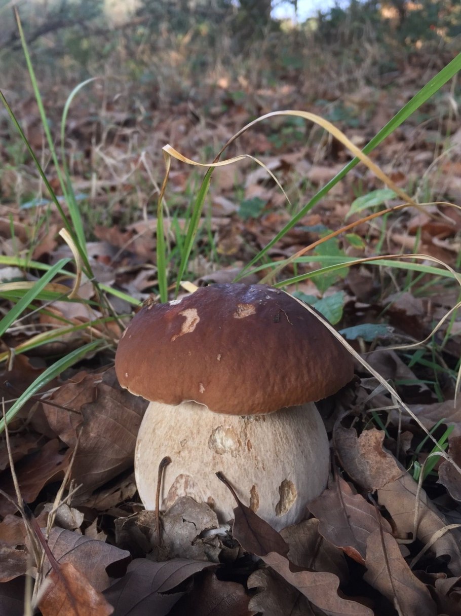 Грибы Boletus edulis
