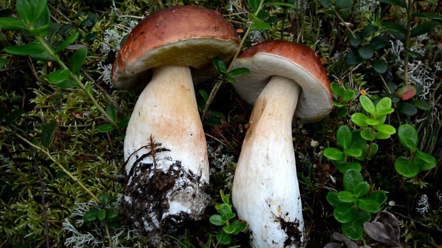 Белый гриб берёзовый boletus betulicola