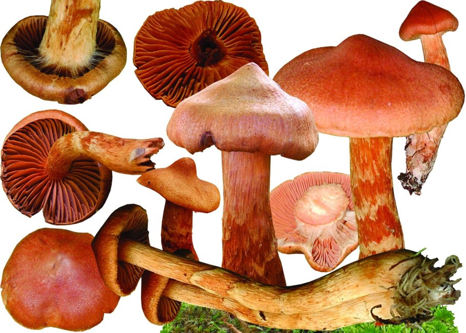 Паутинник кроваво-красный