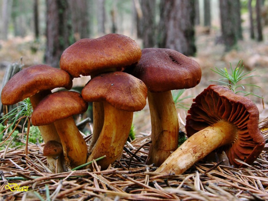 Паутинник горный плюшевый