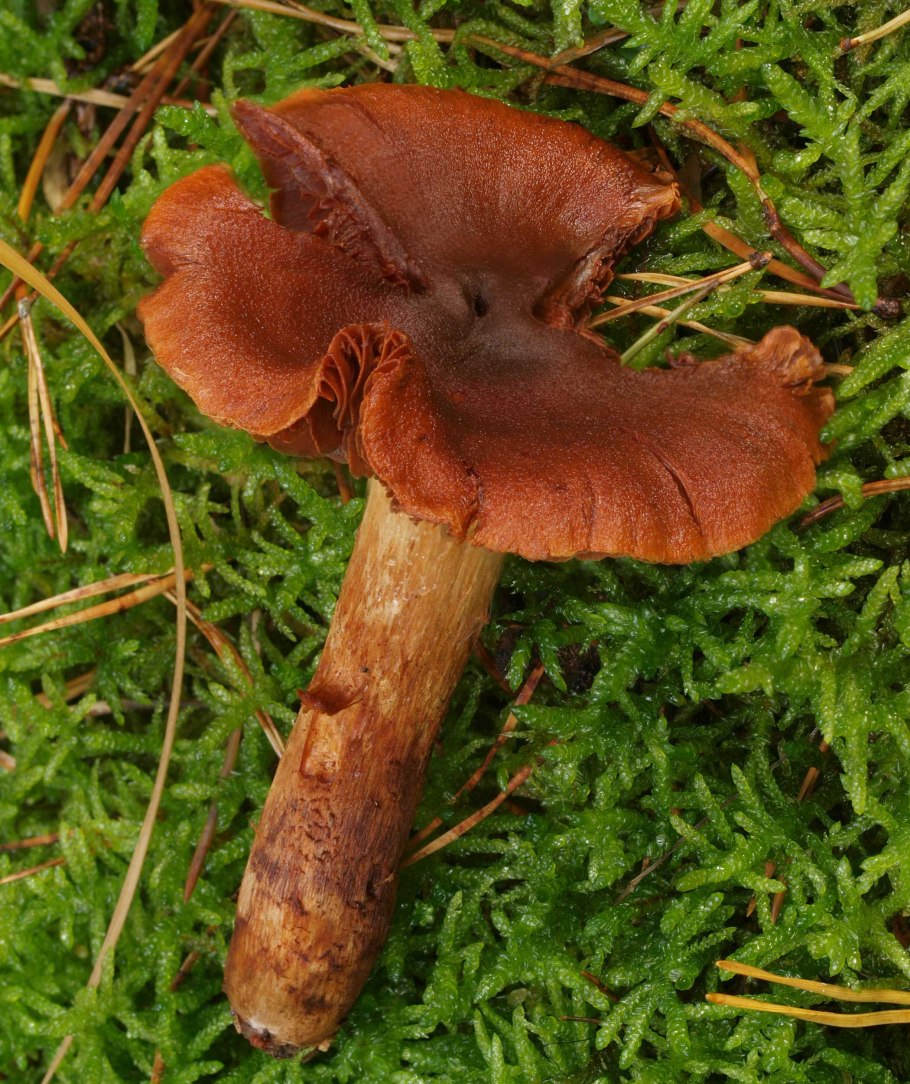 Паутинник плюшевый Cortinarius orellanus