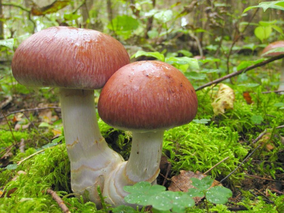 Паутинник двупокровный Cortinarius bivelus