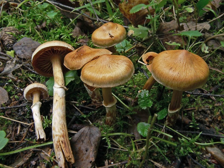 Паутинник поганка