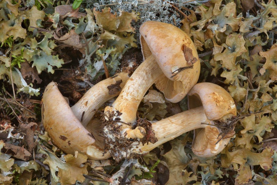 Cortinarius cinnabarinus