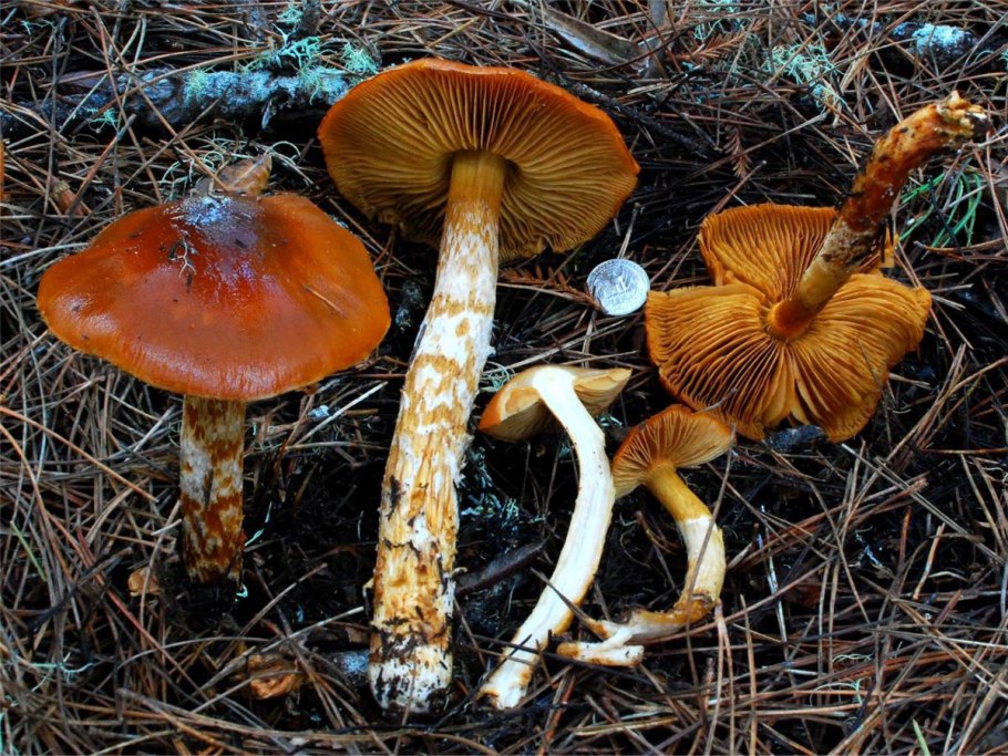 Паутинник багряный