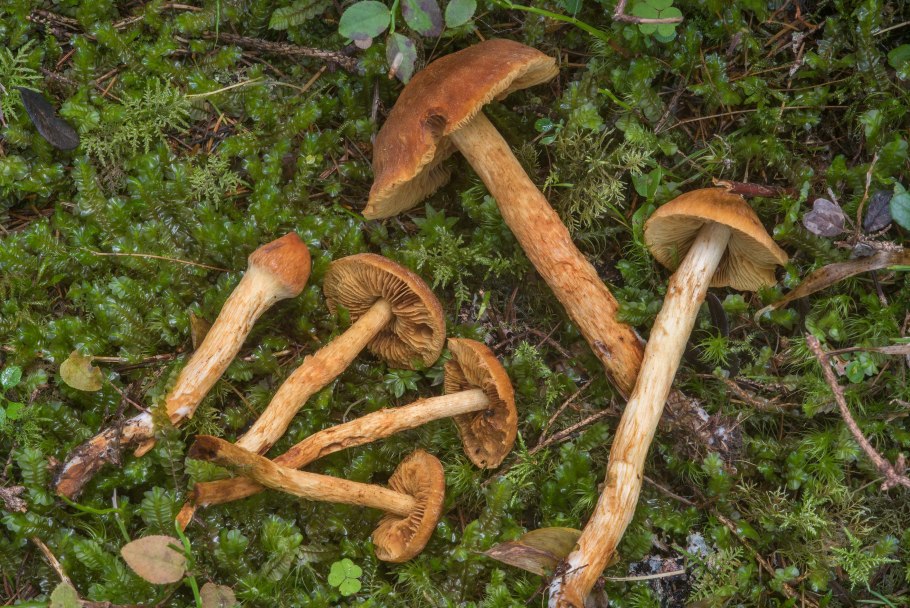 Паутинник аномальный гриб