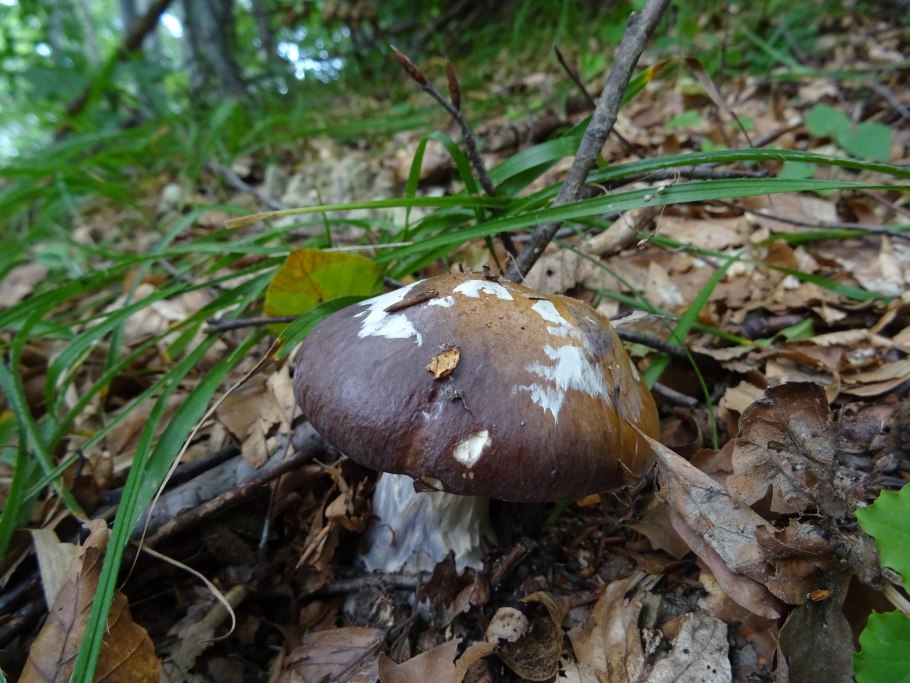 Паутинник шафрановый