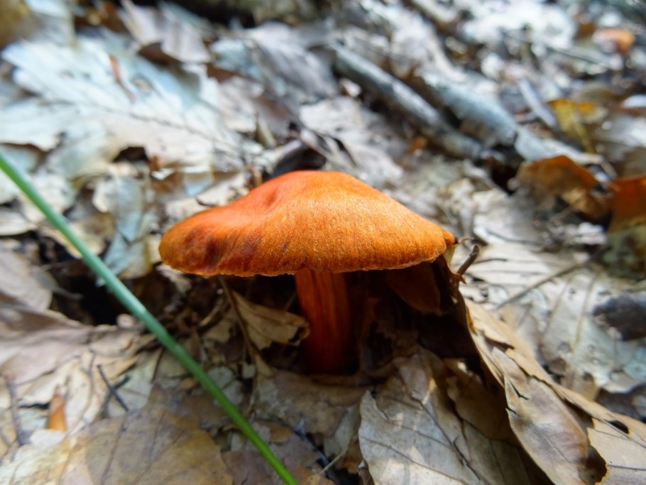 Паутинник ленивый Cortinarius Bolaris