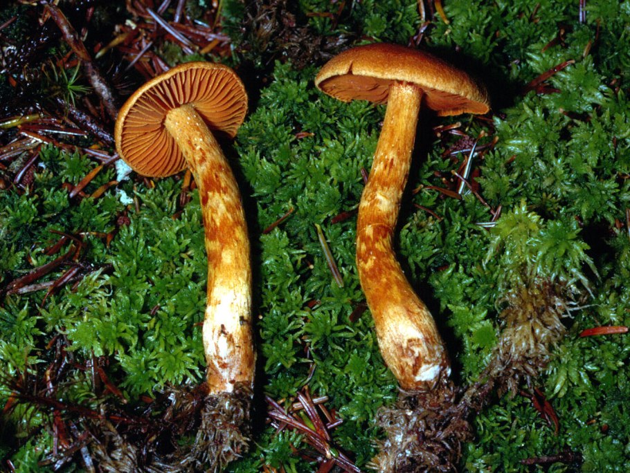 Паутинник плюшевый Cortinarius orellanus