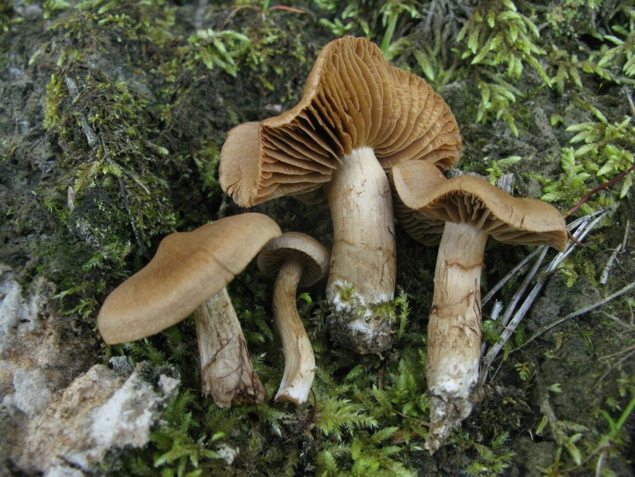 Паутинник ленивый Cortinarius Bolaris