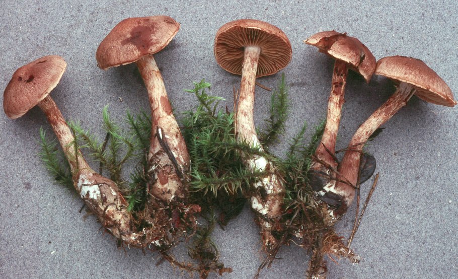 Паутинник красивейший Cortinarius rubellus