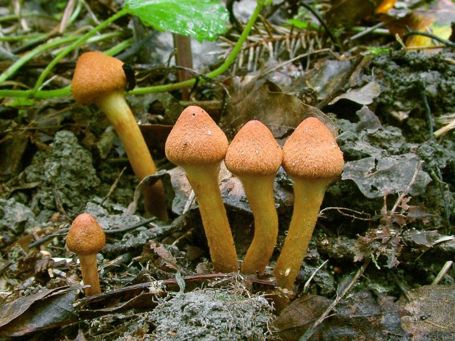 Cortinarius betuletorum