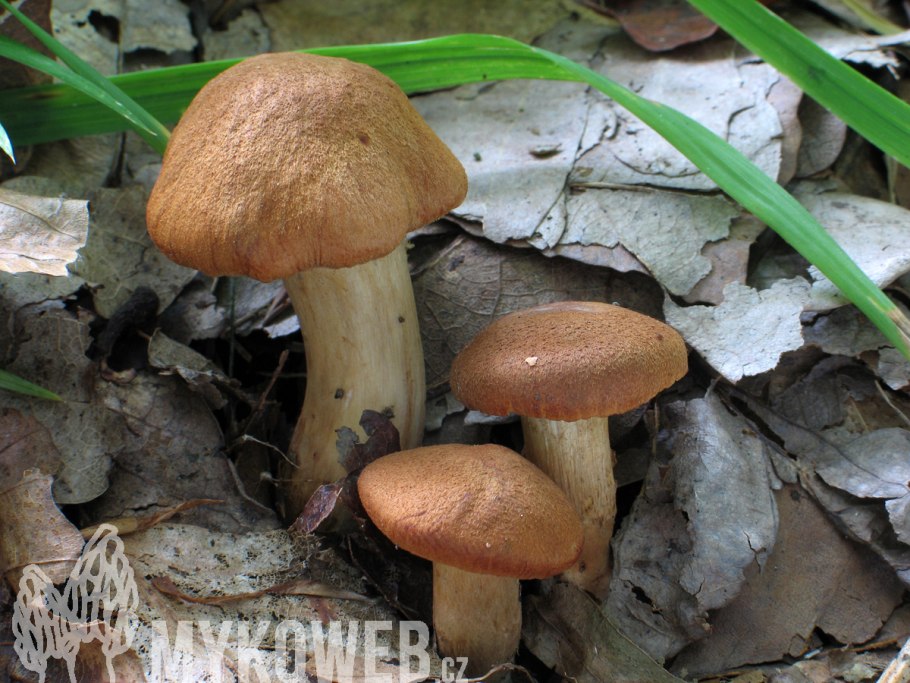 Паутинник кольчатый