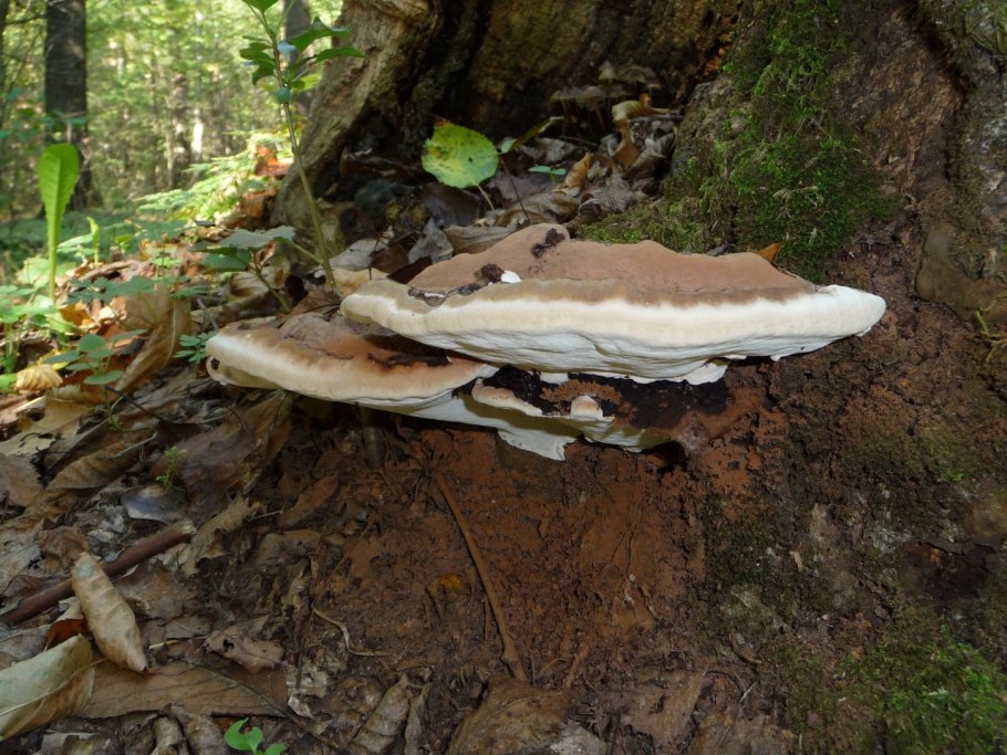Ganoderma applanatum