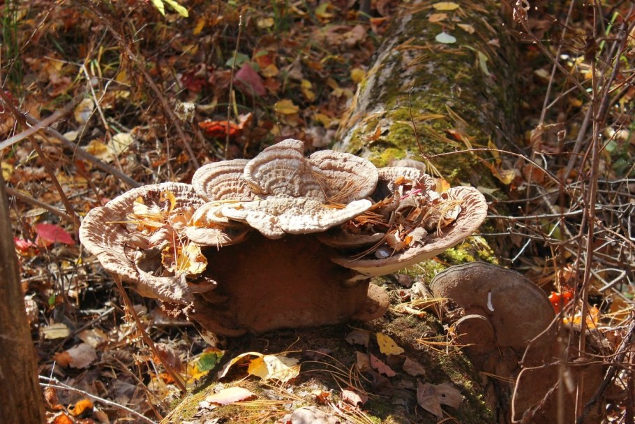 Гриб макрос