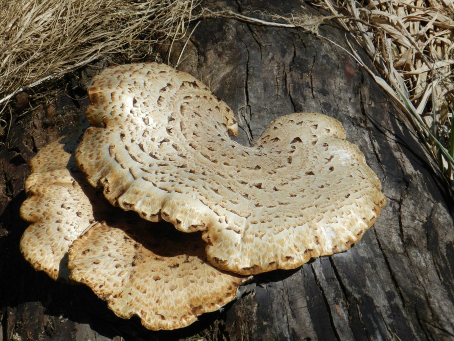 Ganoderma applanatum