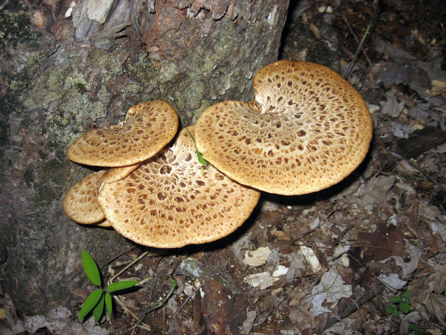 Трутовик плоский Ganoderma applanatum