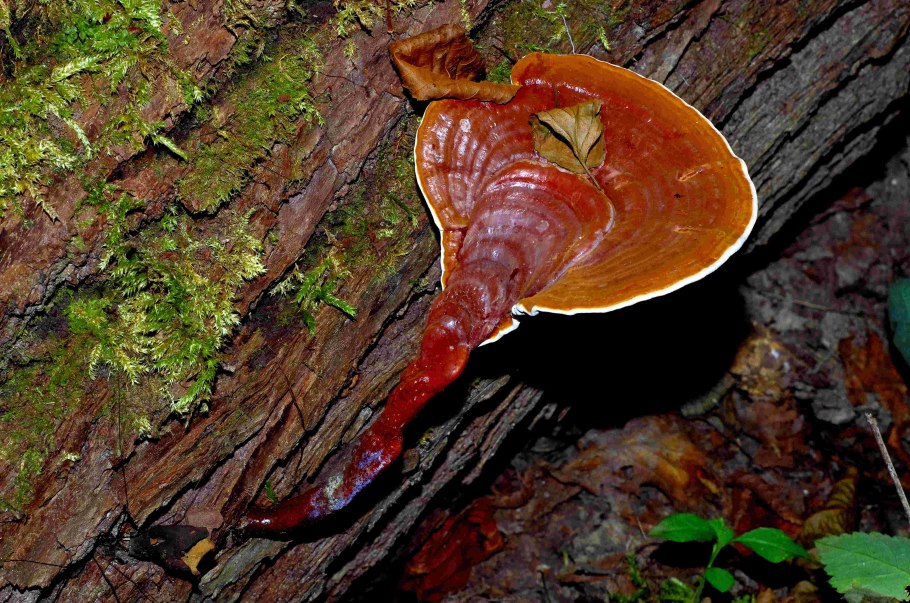 Плоский гриб на дереве