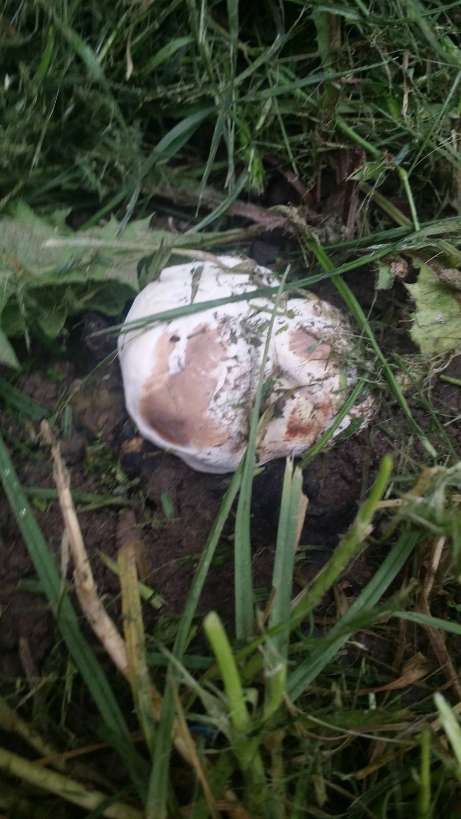 Ганодерма Аппланатум