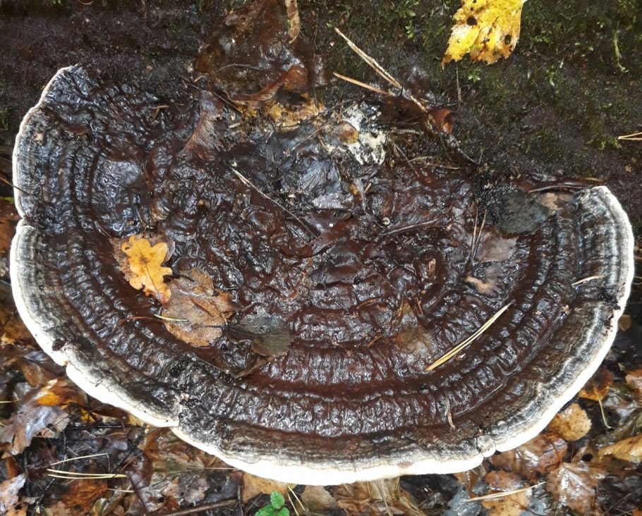 Плоский коричневый гриб