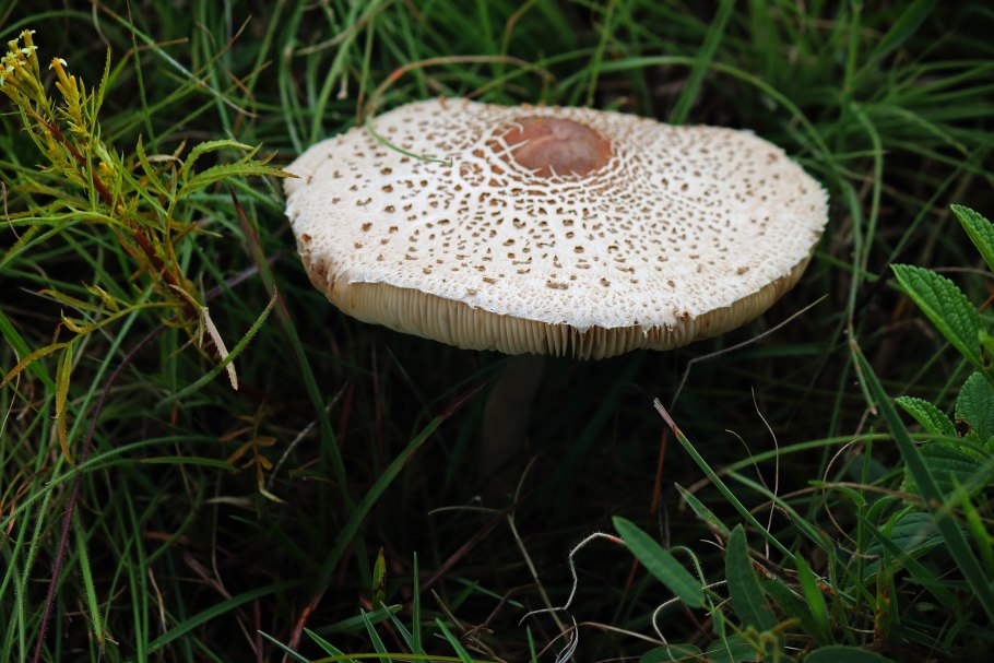 Трутовик чешуйчатый Polyporus squamosus