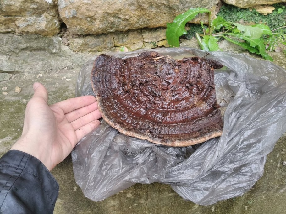 Трутовик плоский