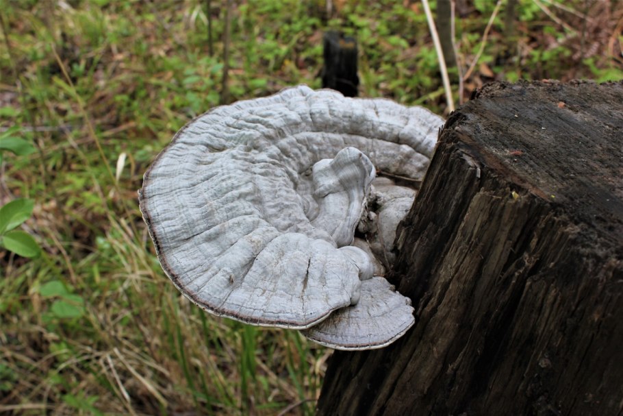 Трутовик плоский Ganoderma applanatum