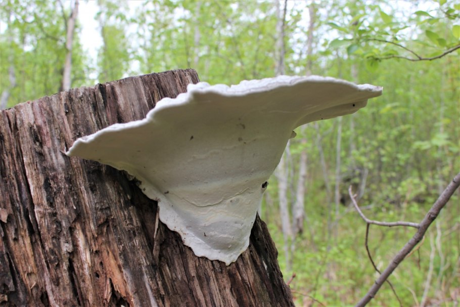 Лаковица большая гриб