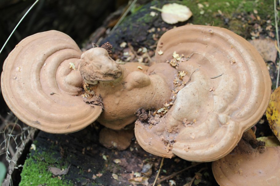 Плоский трутовик (Ganoderma applanatum (Wallr.) Pat.)