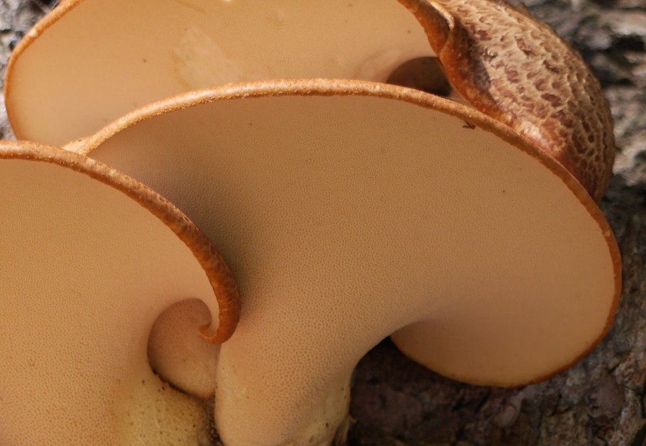 Ganoderma applanatum гриб
