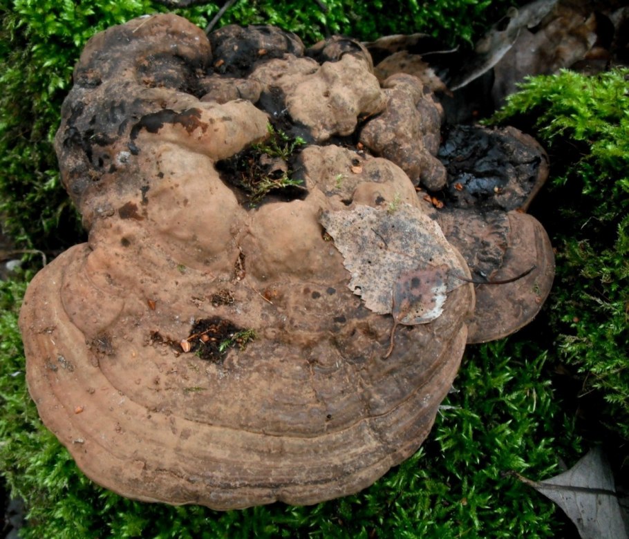 Трутовик и вешенка